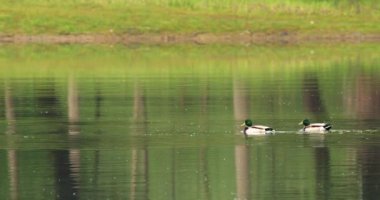 Gölde bir çift ördek.