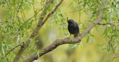 Ormanda ağaç dalında duran sıradan bir sığırcık.