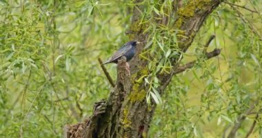 Bir ağaç dalı üzerinde ortak Starling