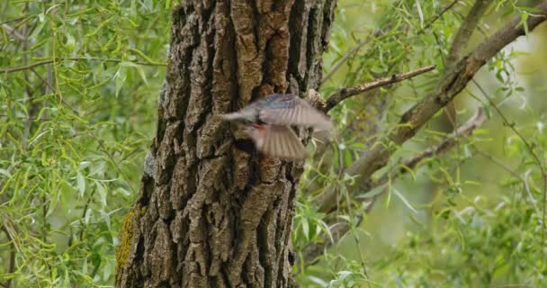 Bir Ağaç Dalı Üzerinde Ortak Starling — Stok video