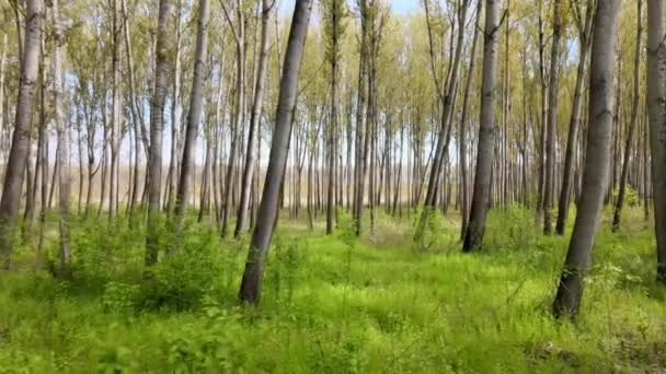 Belle Forêt Verte Printemps — Video