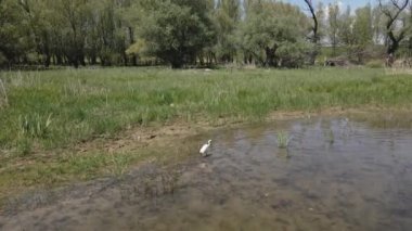 Küçük balıkçıl ormanda nehir kıyısında yürüyor.