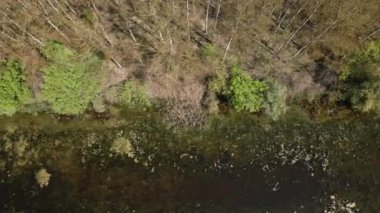 Ormandaki güzel nehir