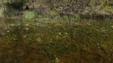 Ormandaki nehrin güzel manzarası