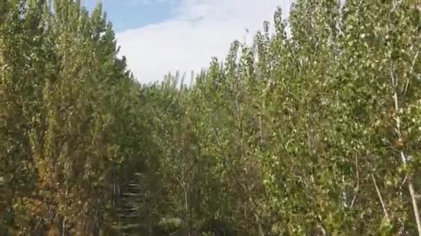 Uitzicht Een Veld Van Jonge Bomen Een Bos — Stockvideo