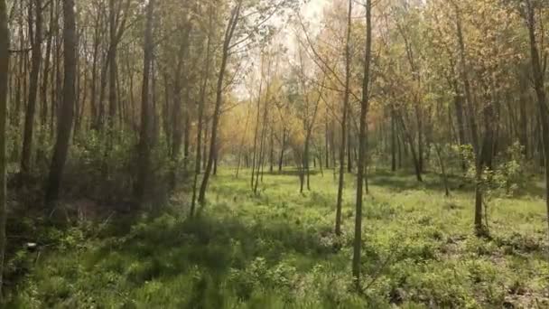 Молодой Лес Весной — стоковое видео