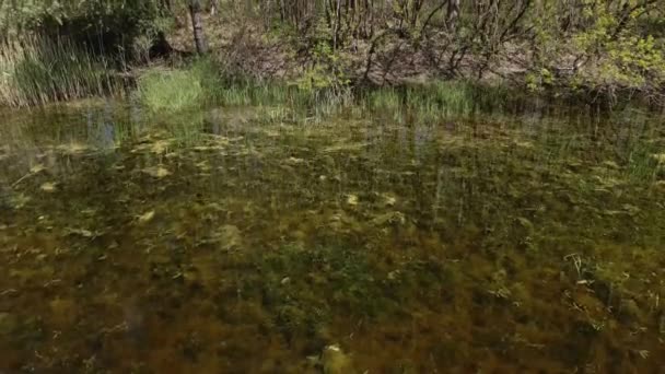 Krásný Výhled Řeku Lese — Stock video