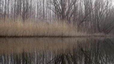 Reed bir gölde, kış görüntüsü