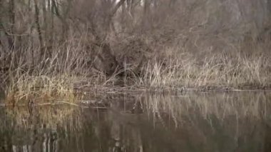 Yeşillik ve bitkilerle çevrili bir göletin yakın çekimi.