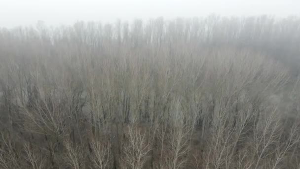 森の中の霧の空中映像 — ストック動画