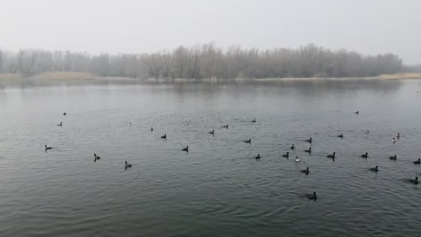 冬の風景の背景にある水 コットン 湖のコットンの鳥の群れ — ストック動画