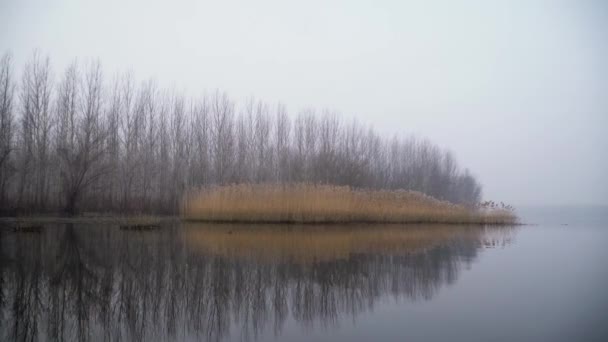 森林里有湖泊的冬季风景 — 图库视频影像