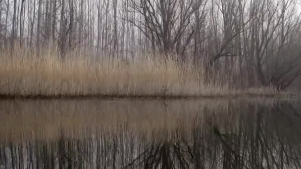 湖面上的芦苇 冬天的镜头 — 图库视频影像