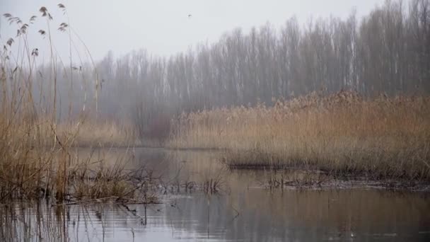 Зимова Сцена Озері — стокове відео