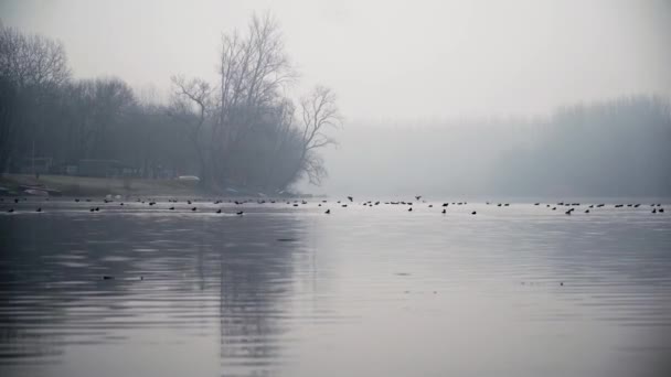 晨雾中的湖 — 图库视频影像