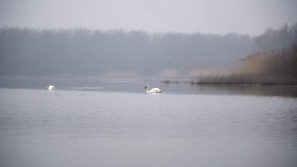 Schwan Schwimmt Bei Kaltem Wetter Einem See — Stockvideo