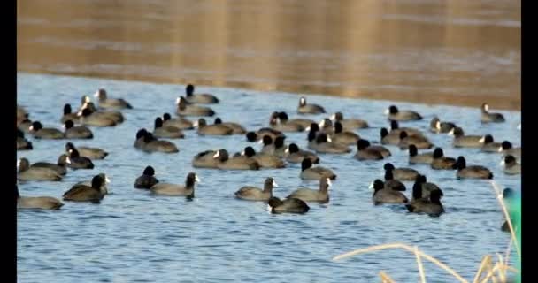 Flock Coots Lake — Stock Video