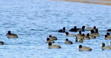 Gölde bir grup öküz.