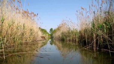 Ormanda nehri olan güzel bir manzara.