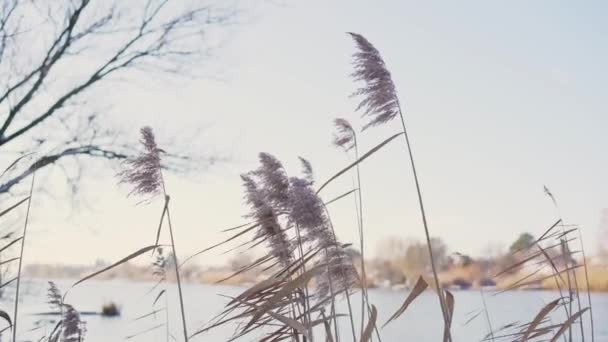 湖上的芦苇 — 图库视频影像