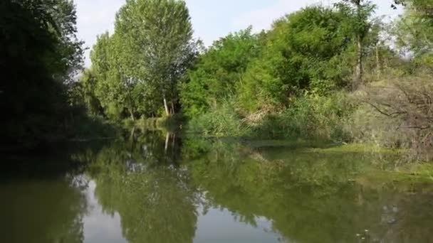 Fiume Nel Parco — Video Stock