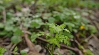 gündüz açık havada büyüyen vahşi bitkilerin yakın