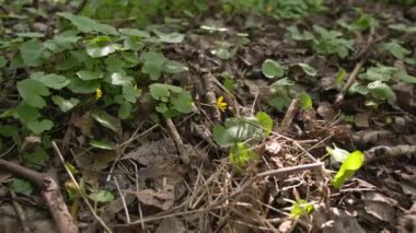 Ormanda bir yerde yetişen bitkiler