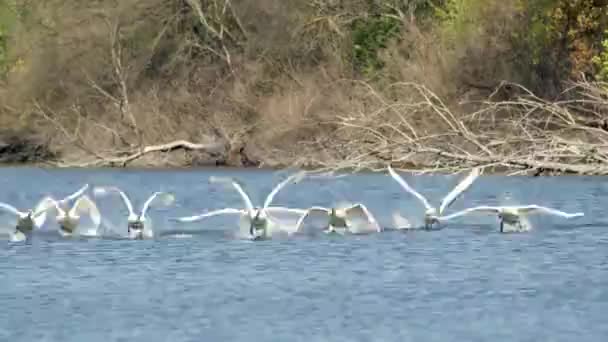 Живописный Вид Красивых Лебедей Природе — стоковое видео