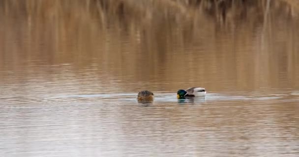冬天有两只野鸭在湖里游泳 — 图库视频影像