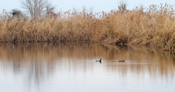 Two Mallard Ducks Swimming Lake Winter Time — Stock Video