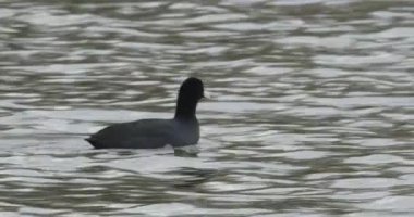 Gölde bir yaban ördeği.