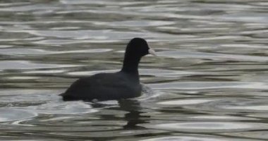 Gölde bir yaban ördeği.