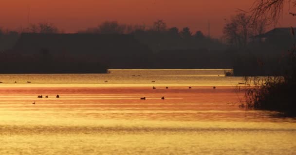 Atardecer Invierno Aves Lago Color Dorado — Vídeo de stock