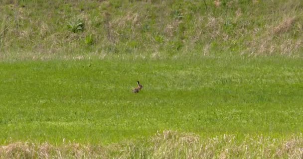 Conejo Salvaje Saltando Través Hierba Verde Campo — Vídeos de Stock