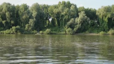 Uzun kuyruklu mayıs sinekleri Tisza nehrinde yüzüyor.