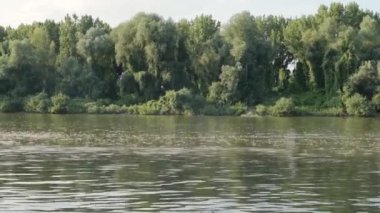 Uzun kuyruklu mayıs sinekleri Tisza nehrinde yüzüyor.