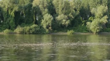 Uzun kuyruklu mayıs sinekleri Tisza nehrinde yüzüyor.
