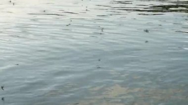 Uzun kuyruklu mayıs sinekleri Tisza nehrinde yüzüyor.