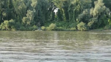 Uzun kuyruklu mayıs sinekleri Tisza nehrinde yüzüyor.