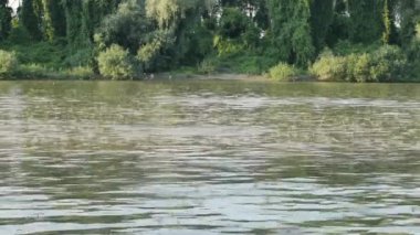 Uzun kuyruklu mayıs sinekleri Tisza nehrinde yüzüyor.