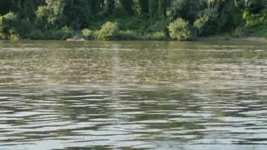 Uzun kuyruklu mayıs sinekleri Tisza nehrinde yüzüyor.