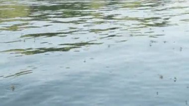 Uzun kuyruklu mayıs sinekleri Tisza nehrinde yüzüyor.