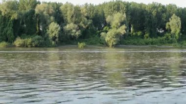 Uzun kuyruklu mayıs sinekleri Tisza nehrinde yüzüyor.