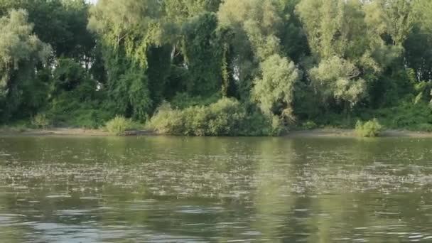 Mosche Dalla Coda Lunga Che Nuotano Sul Fiume Tisza — Video Stock