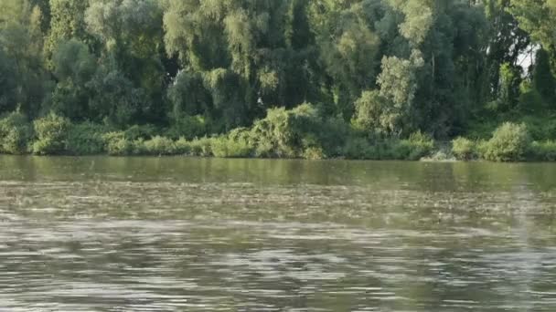 Long Tailed Mayflies Swaming Tisza River — Stock Video