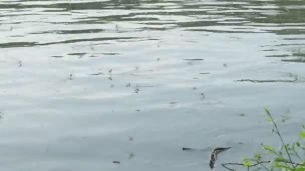 Μακριές Μύγες Που Κολυμπούν Στον Ποταμό Τίσσα — Αρχείο Βίντεο