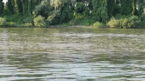 Long Tailed Mayflies Swaming Tisza River — Stock Video