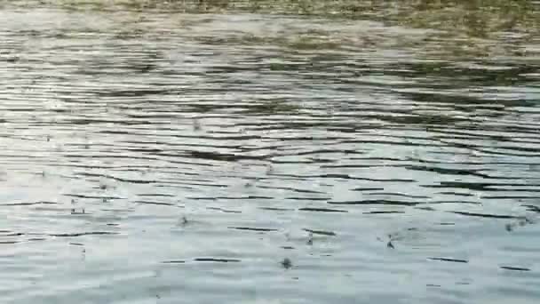 Dlouhoocasé Jepice Plavající Řece Tisze — Stock video
