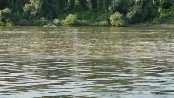 Mayflies Cola Larga Nadando Río Tisza — Vídeo de stock