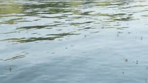 ティッツァ川で泳ぐ長尾のメイフライ — ストック動画